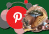 Pinterest Images - Get the Best Quality Images For Free