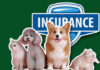 Life Insurance for Dogs