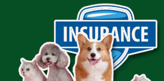 Life Insurance for Dogs