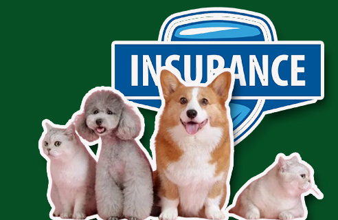 Life Insurance for Dogs